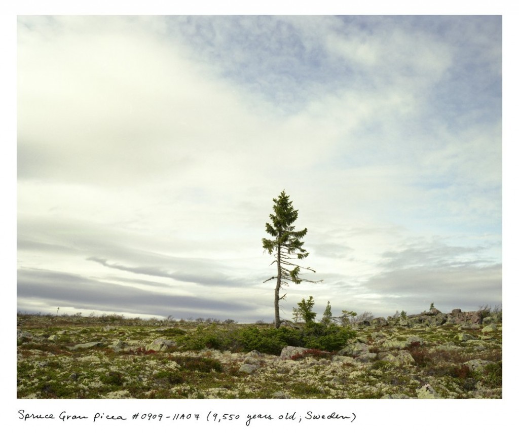 02_sussman_spruce_sweden_1068px